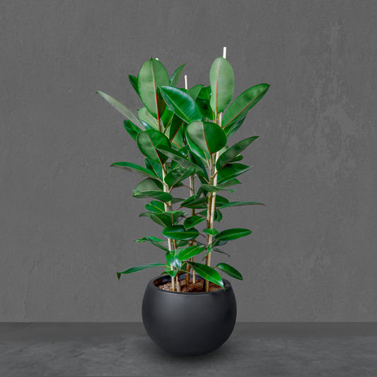 Ficus Elastica in Ceramic Pot