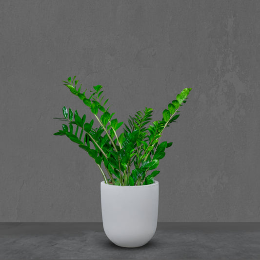 ZZ Plant (Zamioculcas Zamiifolia) in Ceramic Pot