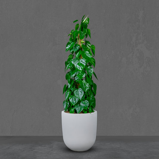 Money Plant (Epipremnum Aureum) in Ceramic Pot