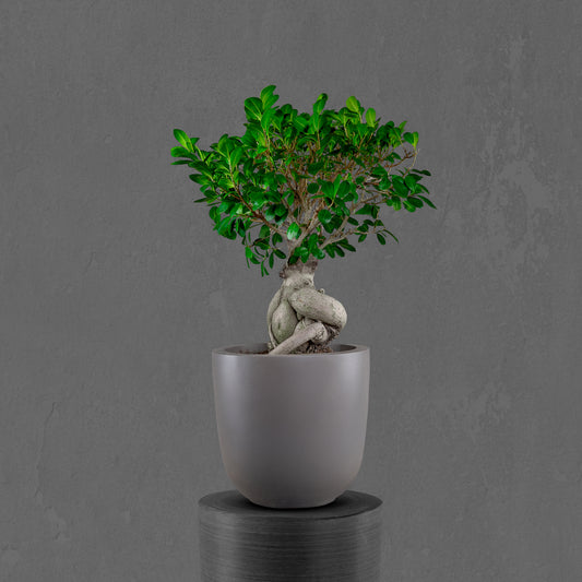 Bonsai Tree in Ceramic Pot