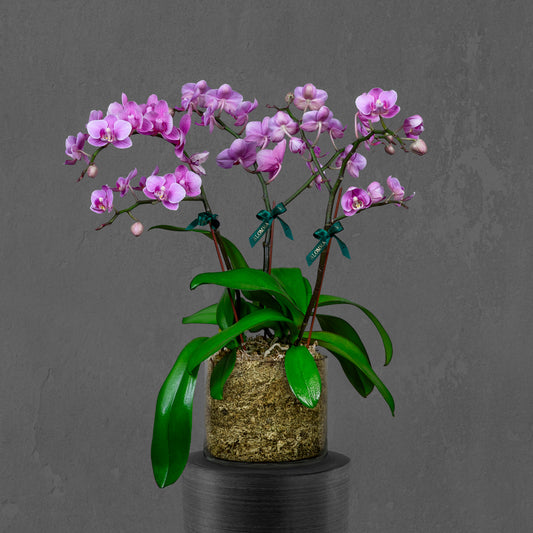 Pink Mini Orchids Arrangement in Glass Vase