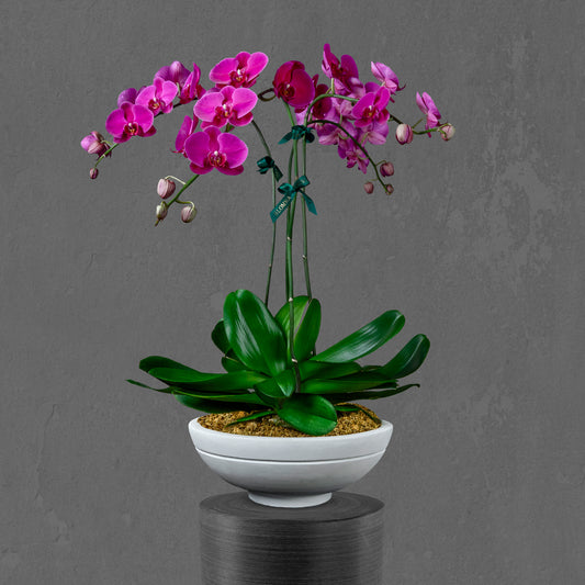 Purple Orchids Arrangement in Ceramic Pot