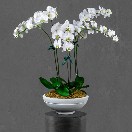 White Orchids Arrangement in Ceramic Pot